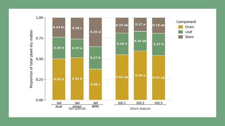 Short stature corn as an alternative for corn silage