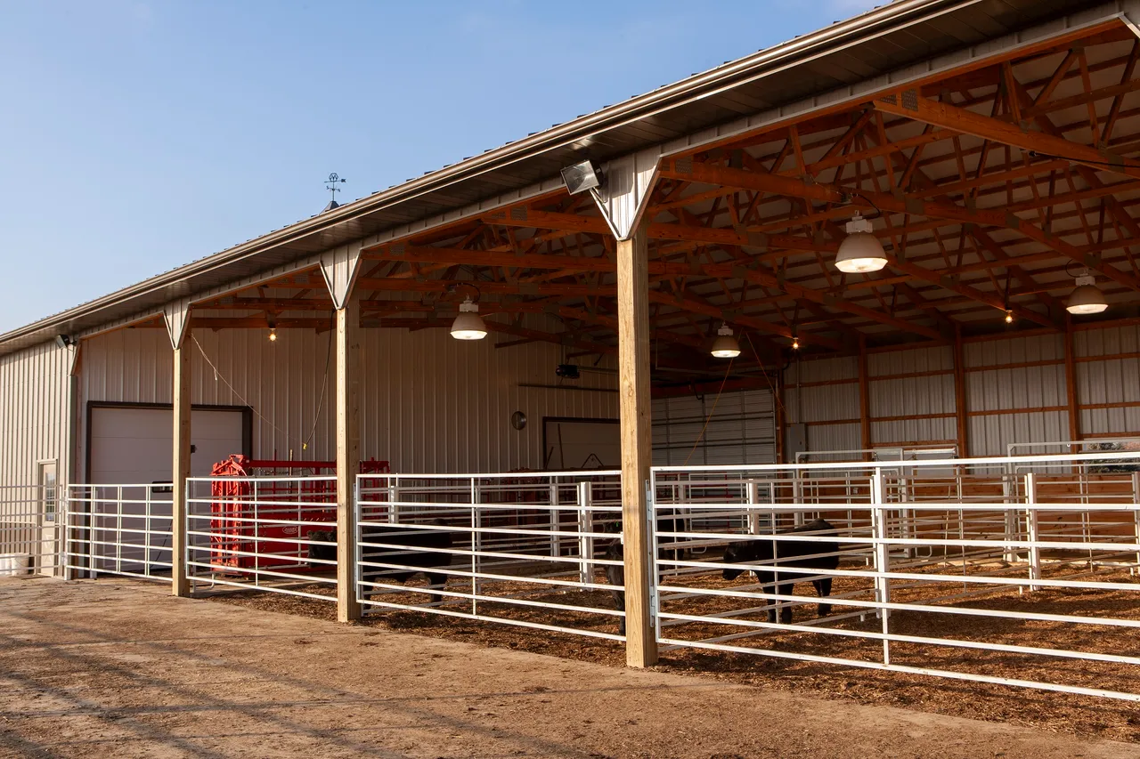 Cowing Building Beef Cattle Building Design And Layout
