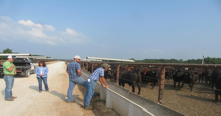 MU Extension to host 3 feedlot educational events this summer