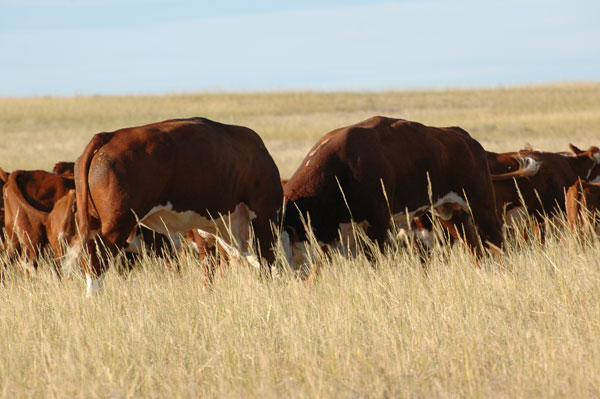 A new era in beef cattle genetics