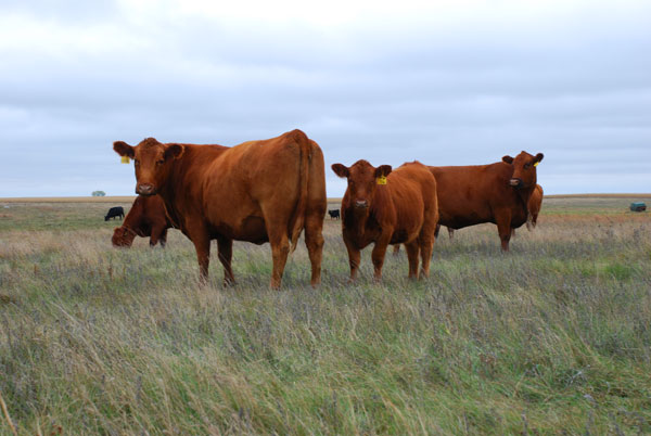 Turns out cow temperament is more than a convenience trait Turns out cow temperament is more than a convenience trait