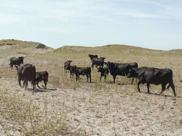 Webinar Series Will Focus On Managing Drought Risk On The Ranch