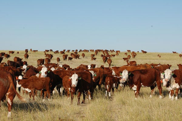 6 Trending Headlines: Texas Ranchers Look To Expand; Antibiotics Bill Goes Down; PLUS Winterizing Your Cow Herd