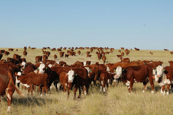 6 Trending Headlines: Texas Ranchers Look To Expand; Antibiotics Bill Goes Down; PLUS Winterizing Your Cow Herd 6 Trending Headlines: Texas Ranchers Look To Expand; Antibiotics Bill Goes Down; PLUS Winterizing Your Cow Herd