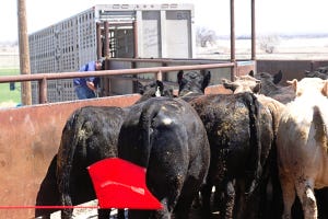 April cattle futures surge on positive cutout and Fed news