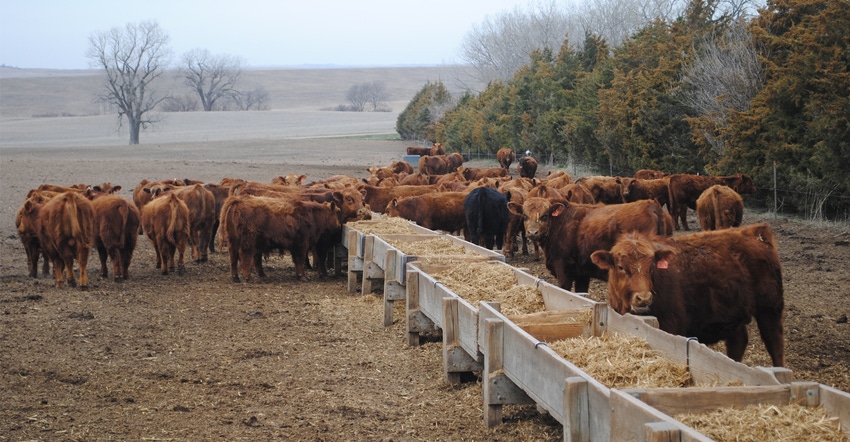 Calves at feeder