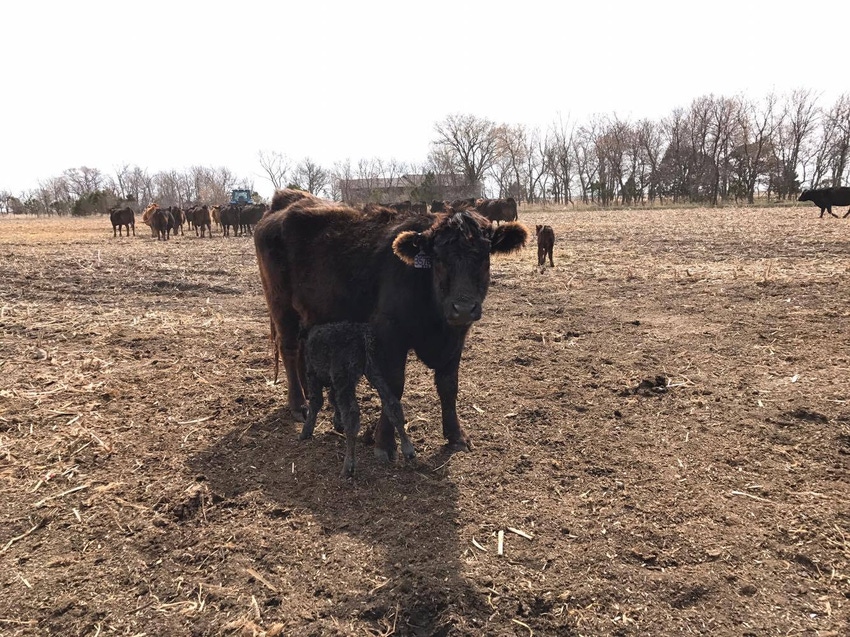 4 tips for using CIDRs to move up late calvers 4 tips for using CIDRs to move up late calvers