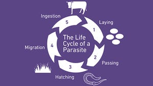 Facing internal parasites head-on