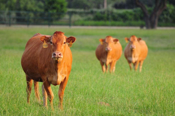 Cows at HeartBrand Beef Cows at HeartBrand Beef