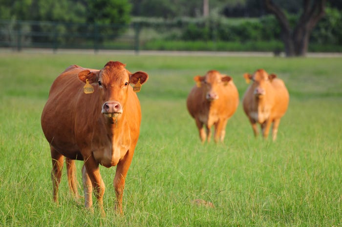 Cows at HeartBrand Beef