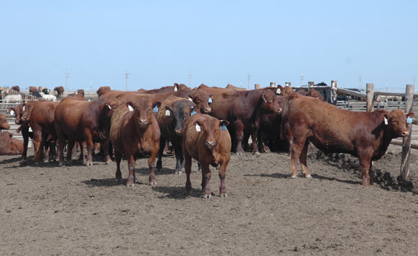 Cattle feeders are enduring record losses