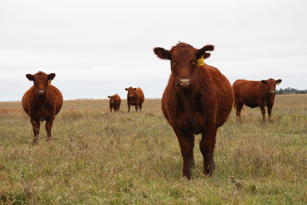 Beef sustainability and consumer perception - change happens