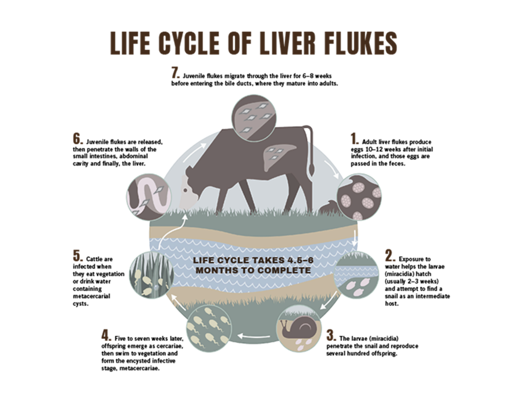 Got flukes? Diagnostic testing can give the answer, image size:1280x1026