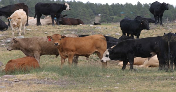 Grass rally for calves and feeders continues