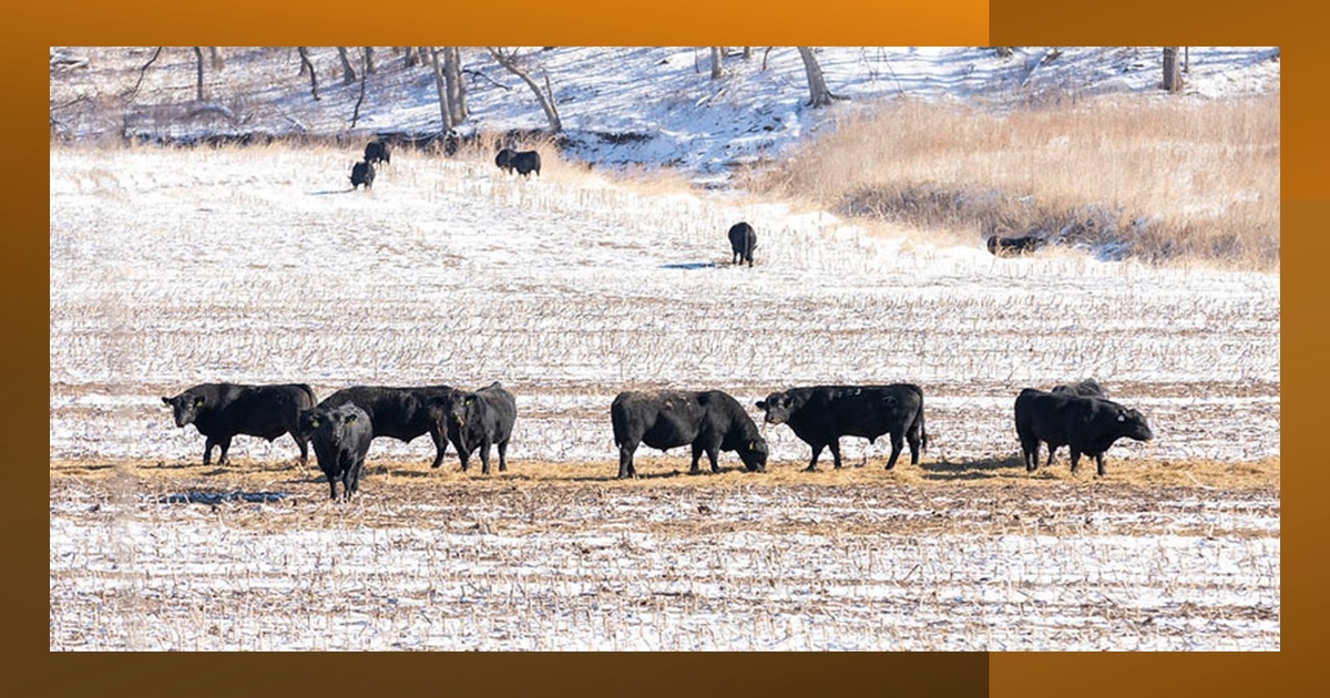 Tips for managing cattle grazing cornstalks