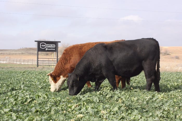McCabe Genetics: A mix of Hereford and Angus