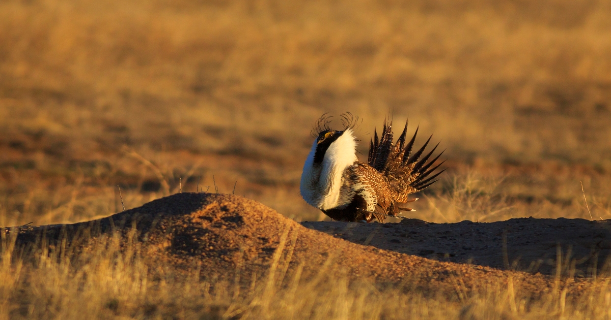 Study finds moderate cattle grazing has no effect on sage grouse nests