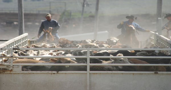 Don’t worry about beef’s adversaries; satisfy our consumers