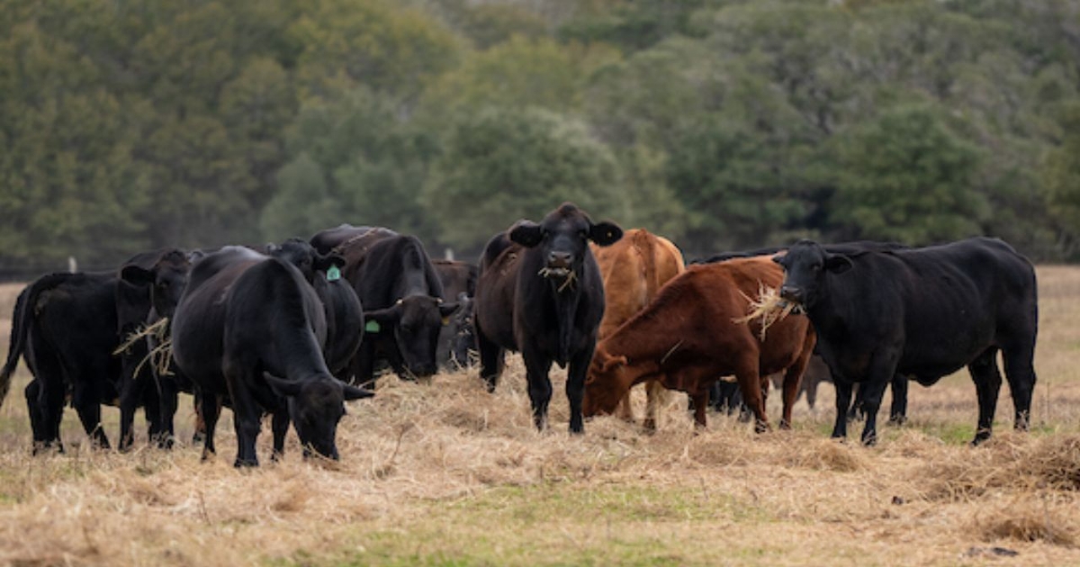 Dry spell weighs on Texas’ cool-season forage planting
