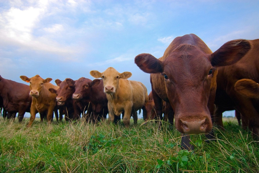 Beef & GMOs Part 2: 5 facts about GMOs beef producers need to know