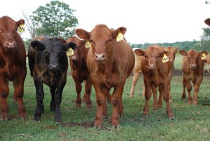 Yearling Prices Continue Higher, And Calves Lower