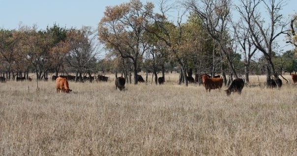 10 ways you know autumn on the ranch is near