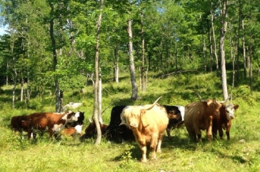 UNH cows_pasture2.png
