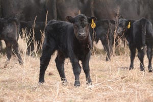 When is the best time for calving?
