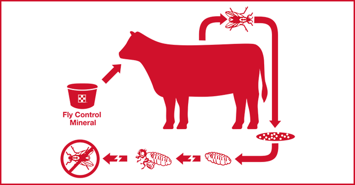 As cattle consume fly control mineral, insect growth regulator passes through the animal and into manure, where horn flies lay their eggs. The active ingredient breaks the horn fly life cycle by preventing pupae from developing into biting adult flies.