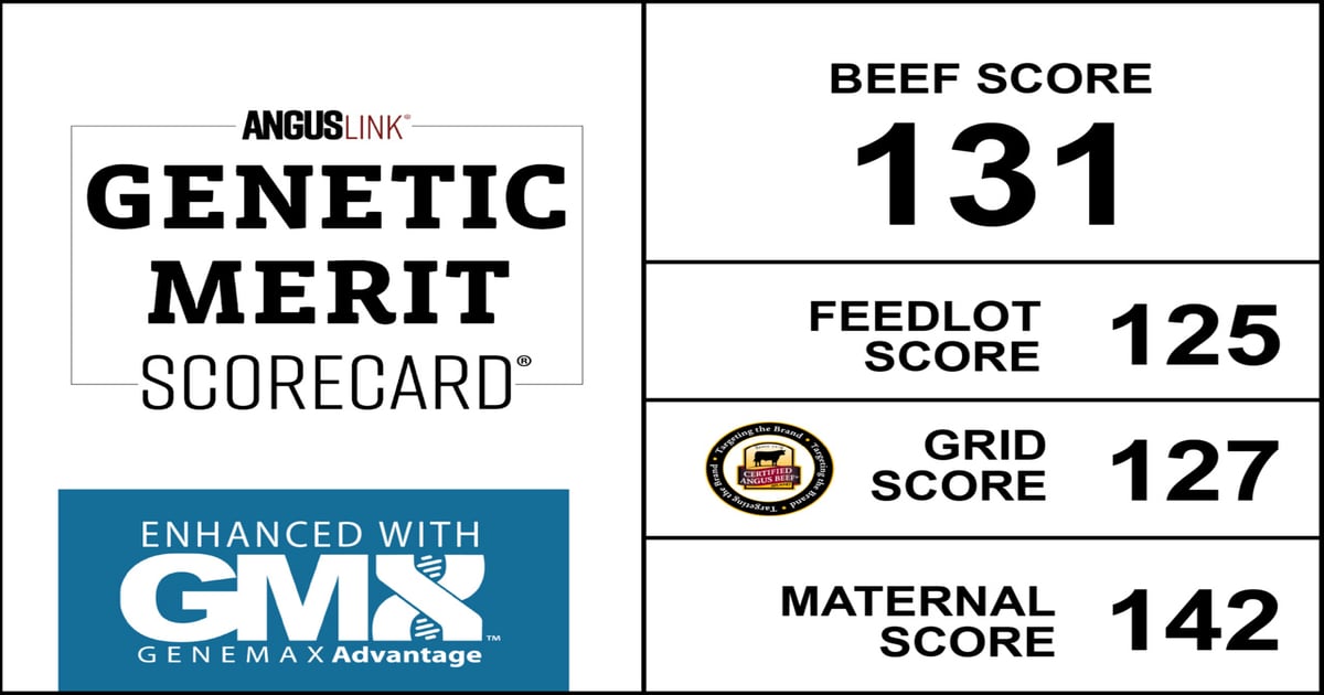 New GeneMax Tool Enhances Angus Breeding Decisions