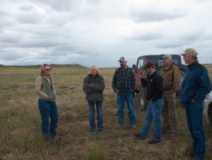 sage grouse