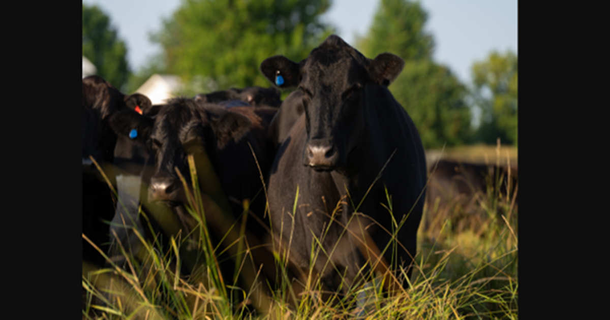 Merck Animal Health introduces SENSEHUB Cow Calf