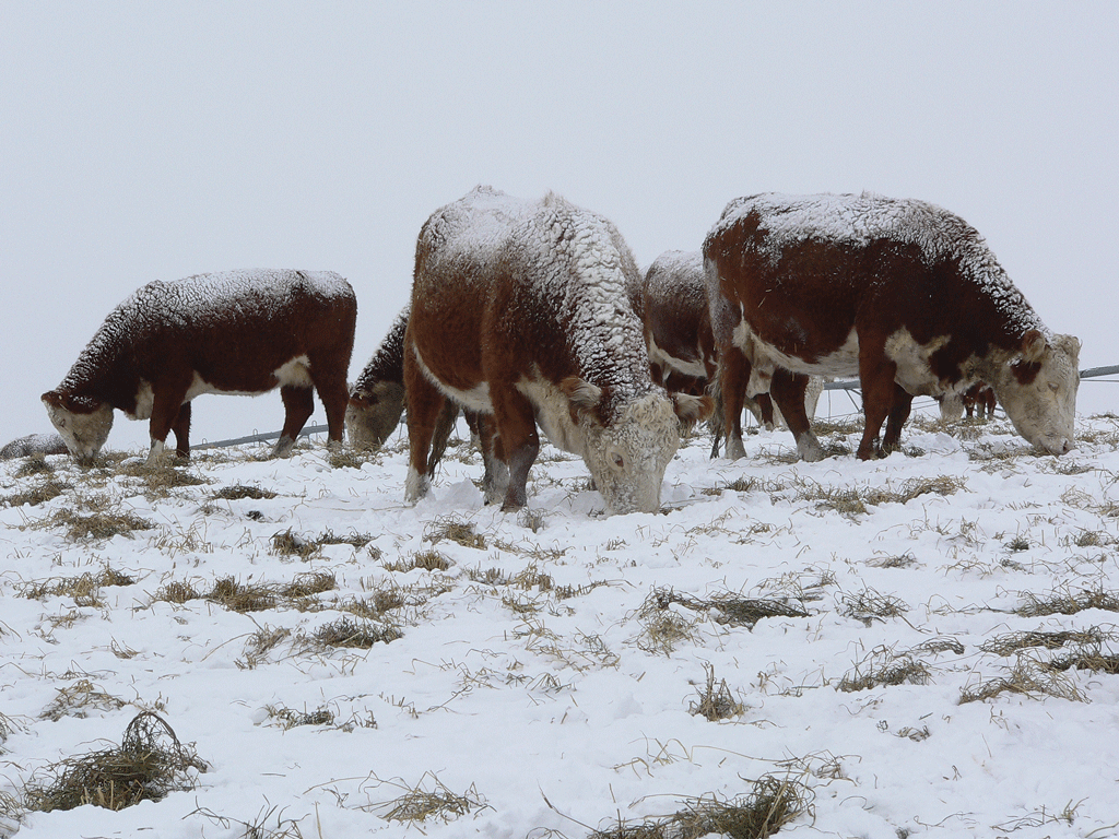 Can Cows Survive Cold Weather: Essential Tips for Their Survival