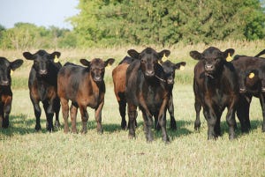 Calf marketing outlook: This is the year to sell added pounds