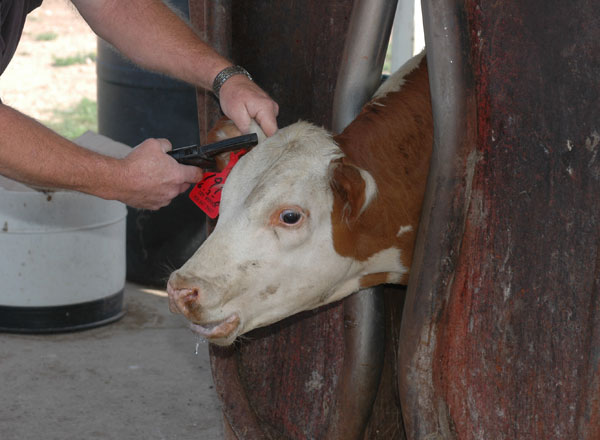 How To Prevent & Treat Pinkeye In Cattle