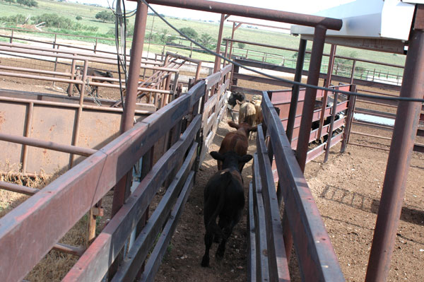 Calf market ratchets higher