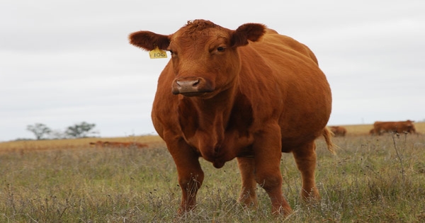 Red Angus Association of America promotes Oliver