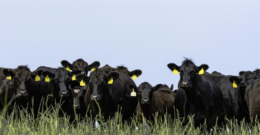 11-25 beef in pasture_0.jpg 11-25 beef in pasture_0.jpg
