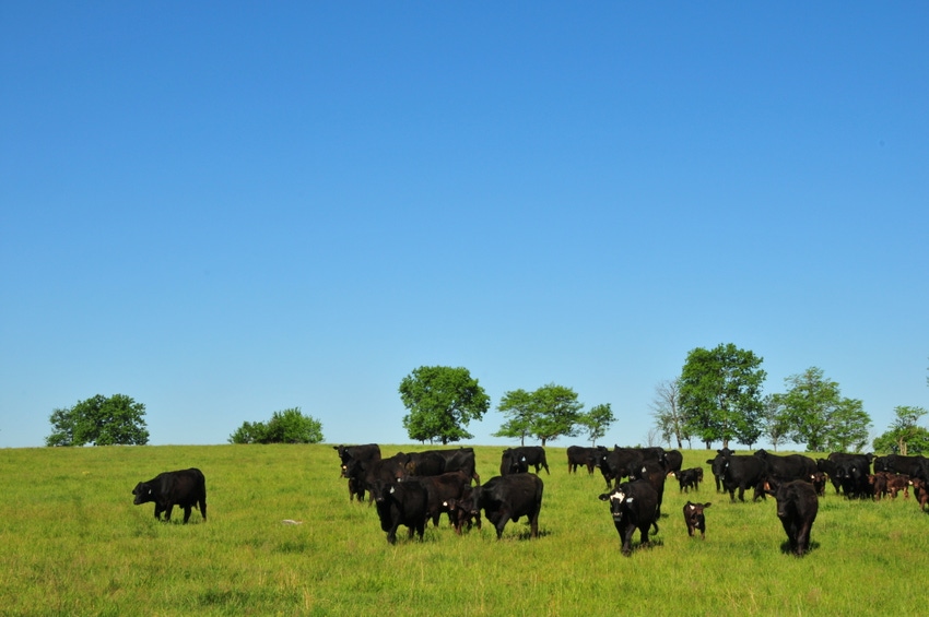 Novel-endophyte fescues can improve cattle performance, profitability
