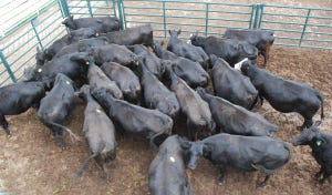 Considerations when culling cows