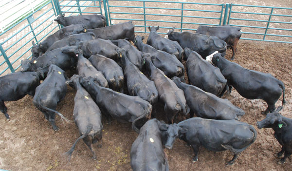 Considerations when culling cows