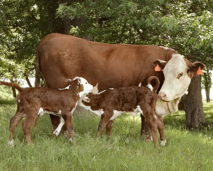 Got twin calves? Make sure you write it down