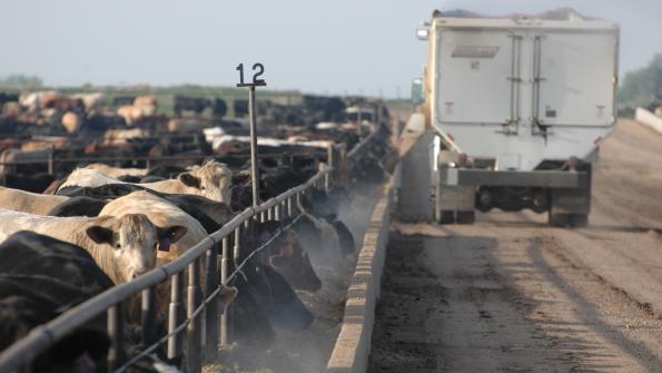 Fear and faltering cattle prices