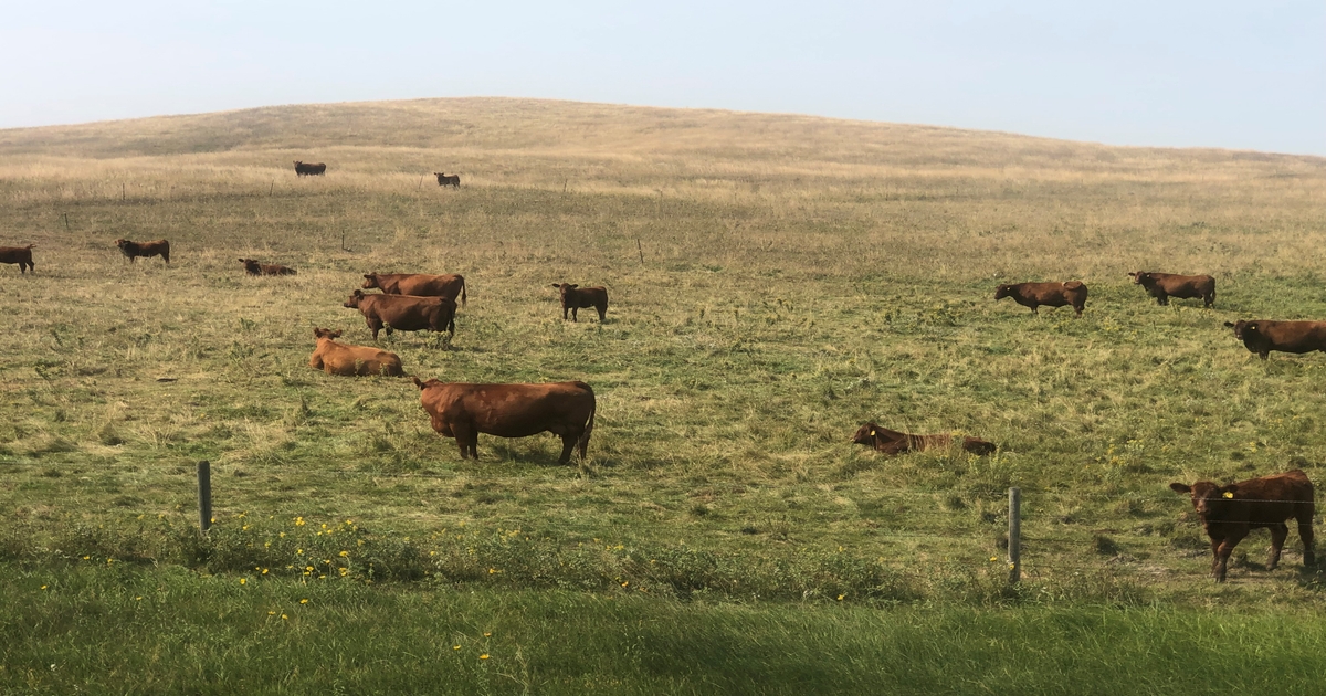 Pasture timing turnout critical for optimal forage production