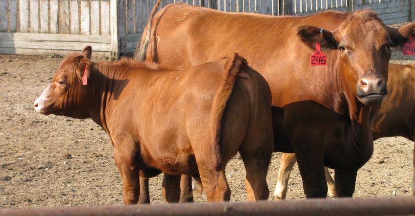 Cow and calf Cow and calf