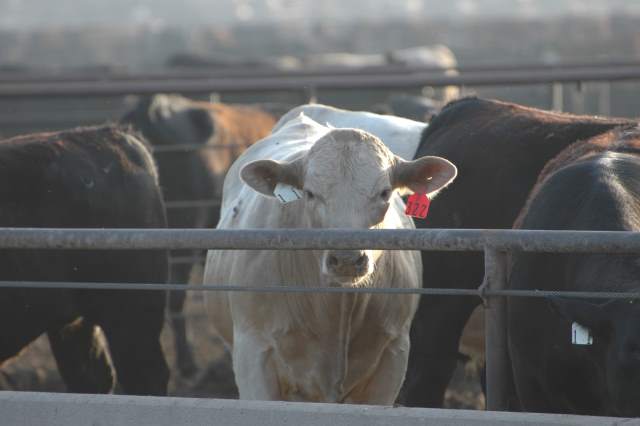 Beef, Cattle Business Rife With Opportunity, Risk