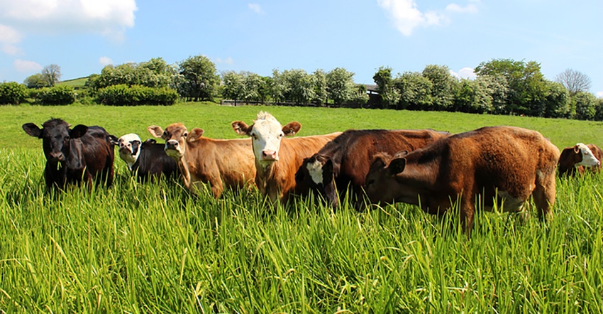 Cattle in Pasture