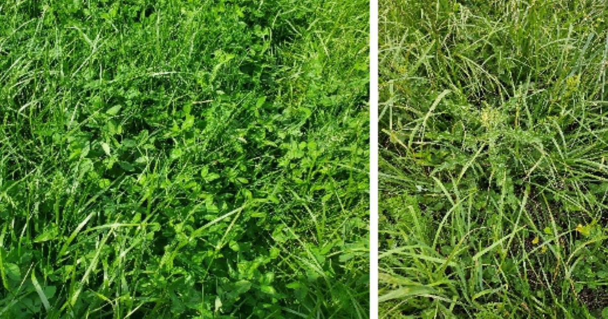 Late summer is prime time for pasture renovation