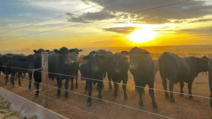 Cattle Rustling Still A Big Issue In The West