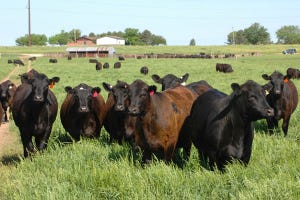 How fast do your cows shed winter hair? It matters